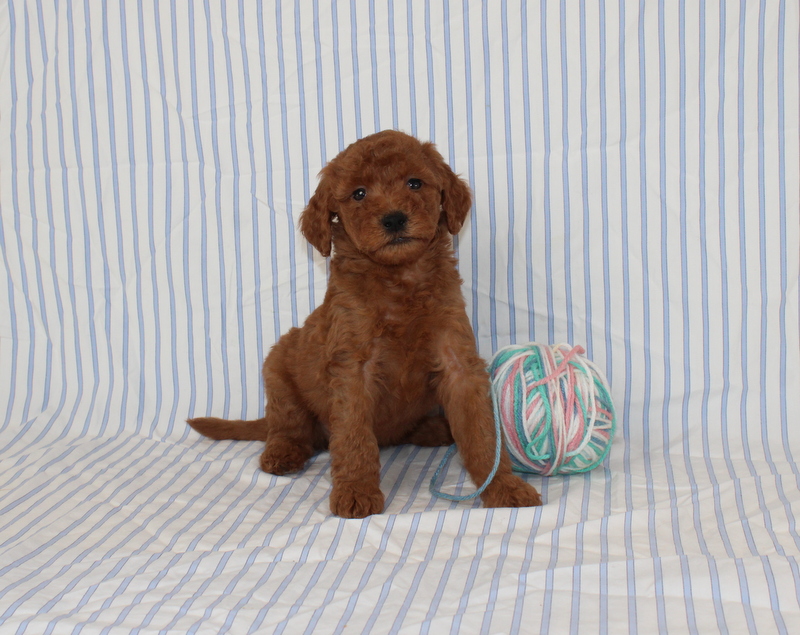 puppy, for, sale, Mini F1B Golden Doodle, Matthew B. Stoltzfus, dog, breeder, Gap, PA, dog-breeder, puppy-for-sale, forsale, nearby, find, puppyfind, locator, puppylocator, aca